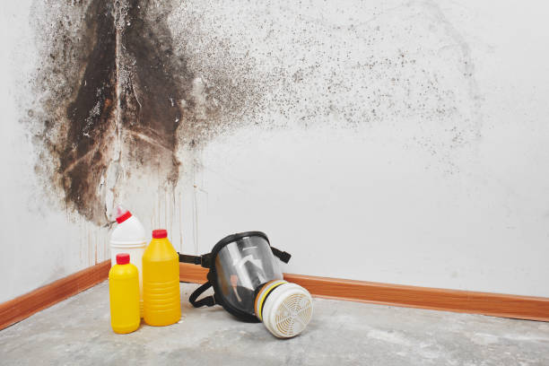 Best Home Mold Removal  in Dyer, TN