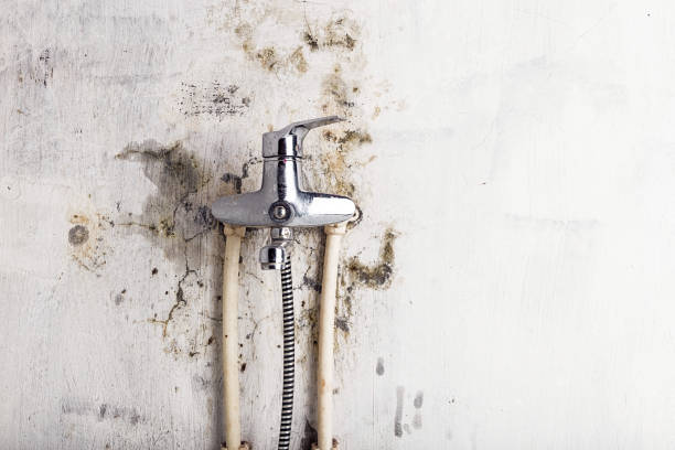 Best Commercial Mold Removal  in Dyer, TN