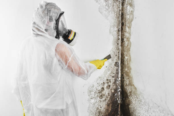Best Attic Mold Removal  in Dyer, TN