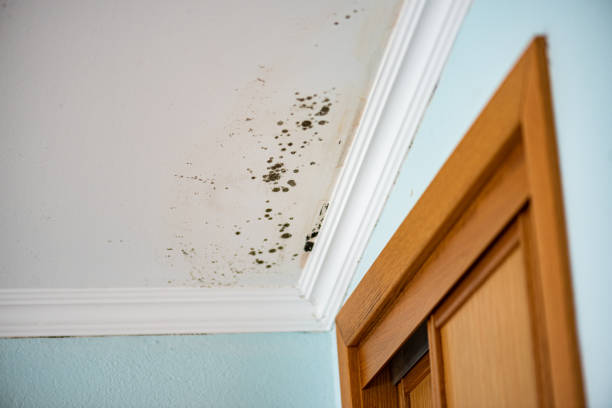 Best Same-Day Mold Removal  in Dyer, TN