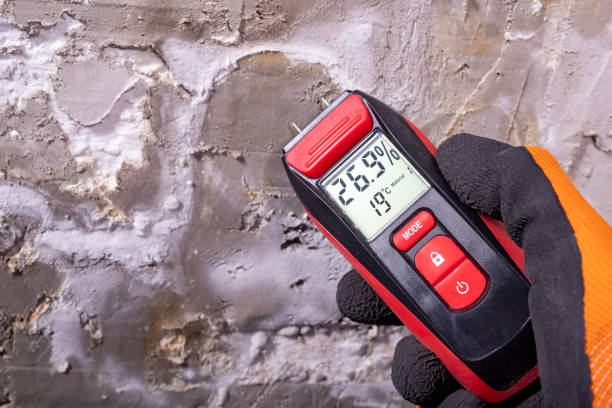 Best Black Mold Removal  in Dyer, TN
