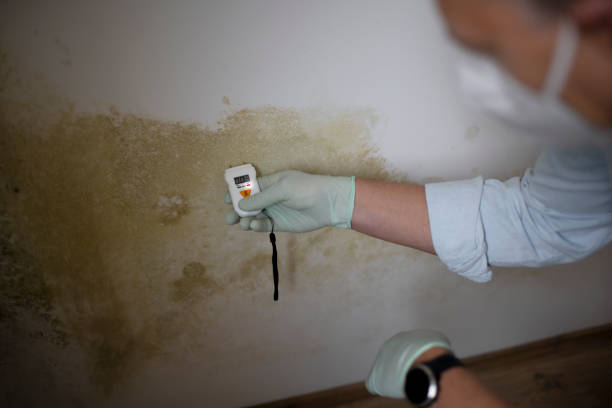 Best Certified Mold Removal  in Dyer, TN