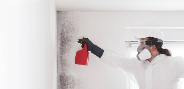 Mold Testing and Removal in Dyer, TN