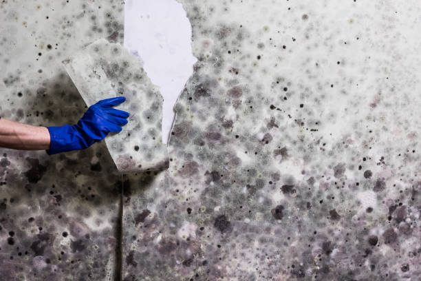 Best Mold Remediation  in Dyer, TN