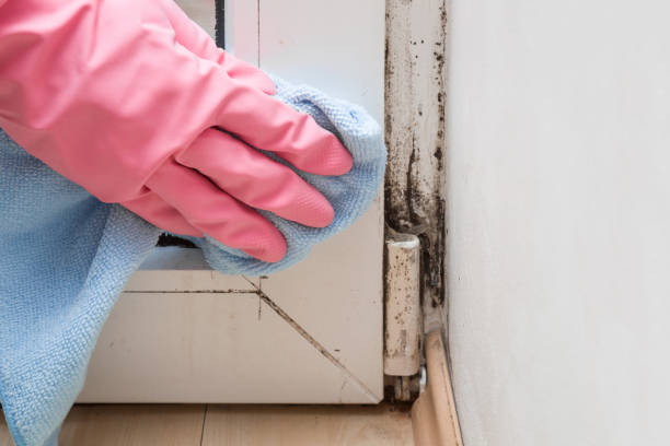 Best Home Mold Removal  in Dyer, TN