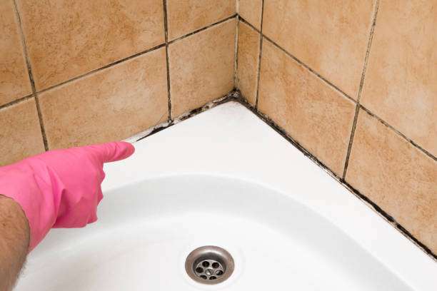 Best Mold Remediation  in Dyer, TN
