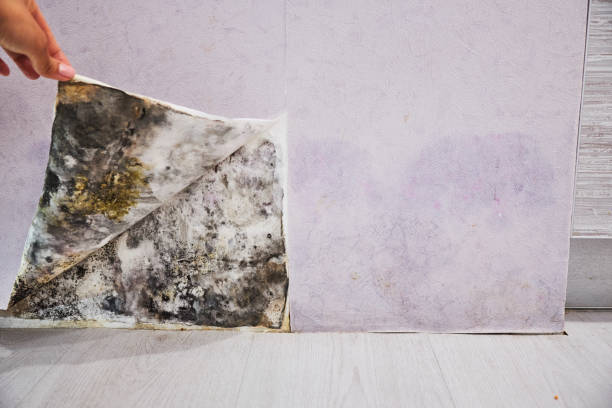 Mold Removal and Inspection in Dyer, TN